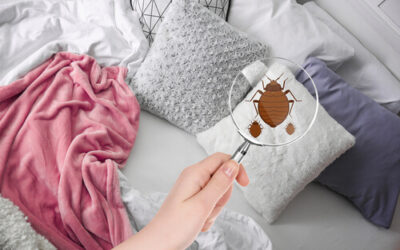 El descubrimiento que puede cambiar la fumigación de chinches