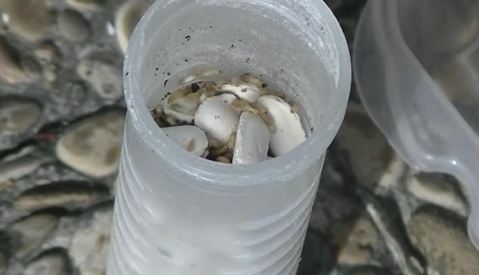 Eliminar plaga de termitas con cebos SentriTech