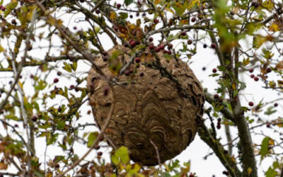 ¿Qué hacer si te encuentras un nido de avispa asiática?
