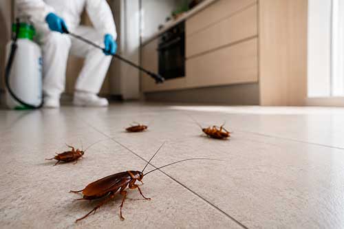 ¿Es normal ver cucarachas después de una fumigación?