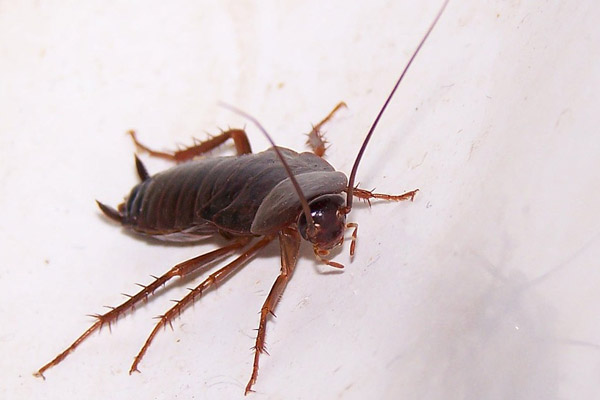 Por qué eliminar o fumigar cucarachas