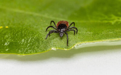 ¿Las garrapatas pueden considerarse una plaga urbana?