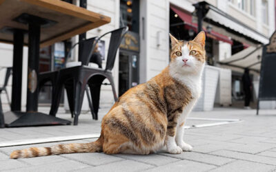 Los gatos dejan paso a las empresas de control de plagas en Westminster