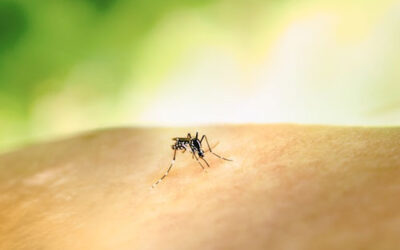 Las lluvias y el calor adelantan la llegada de mosquitos a Bizkaia