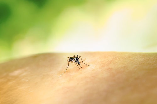 Las lluvias y el calor adelantan la llegada de mosquitos a Bizkaia