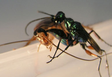 La avispa que mata cucarachas tras convertirlas en zombies