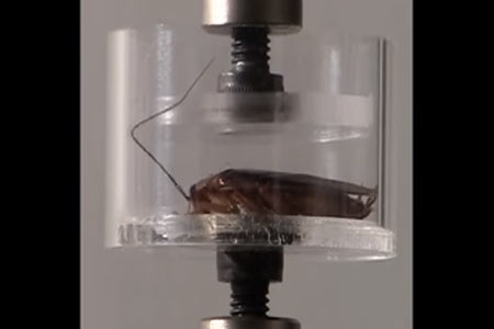 ¿Por qué es tan difícil  matar cucarachas?