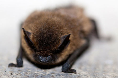 Los murciélagos ganan protagonismo en el control de plagas