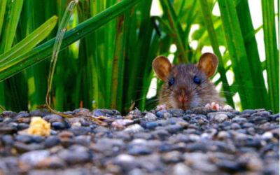 ¿Es necesario un control de la plaga de ratas en las ciudades?