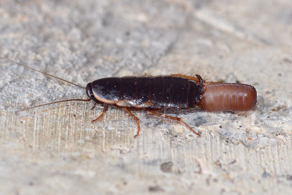 Ootecas y huevos de cucarachas