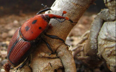 El picudo rojo se acerca a Bilbao: cómo prevenir la plaga