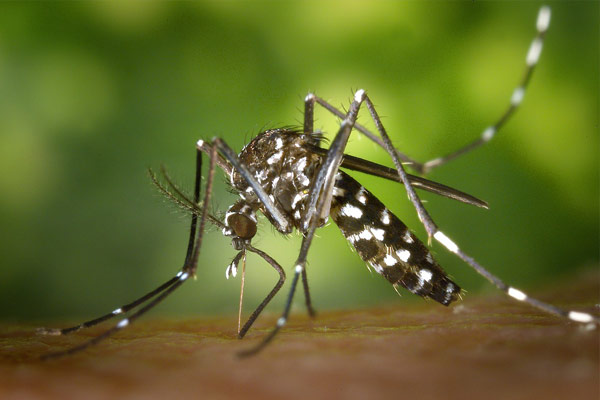 Mosquito tigre, una nueva plaga a controlar
