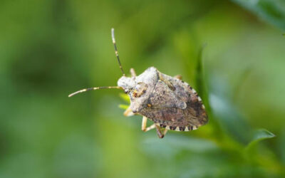 La plaga de la chinche apestosa vuelve a aparecer en Bilbao
