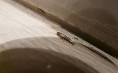 Pececillos de plata ¿Son una plaga?