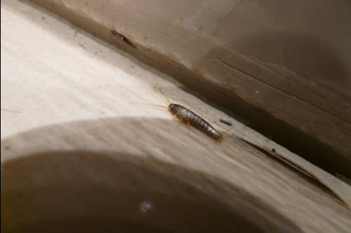 Pececillos de plata ¿Son una plaga?