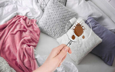 Plagas en Bilbao ¿Cuáles son las más habituales durante invierno?