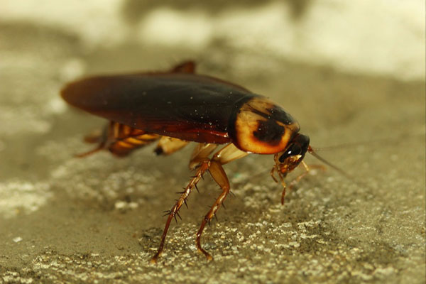 Las plagas de Bilbao y Bizkaia