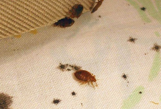 5 consejos para evitar una plaga de chinches