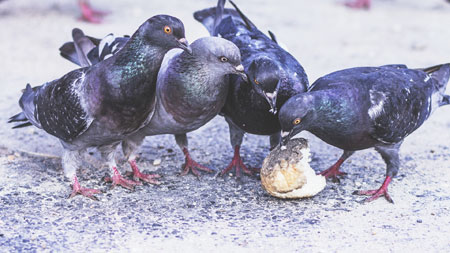 Control de plagas de palomas en Plentzia, Bizkaia