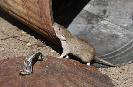 Plaga de ratas en Barakaldo y Ortuella | Bizkaia