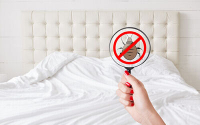 Estas son las plagas que serán protagonistas en Bilbao este verano