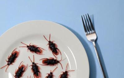 Las plagas de cucarachas en Bilbao y los locales de hostelería