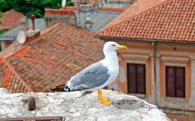 ¿Por qué cada vez vemos más gaviotas en Bilbao?