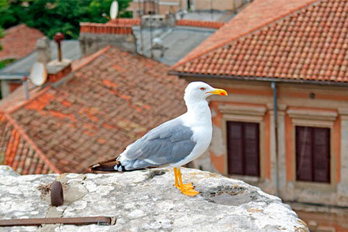 ¿Por qué se ven más gaviotas en el Gran Bilbao?