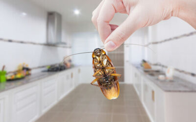 El problema de comprar una casa con una plaga