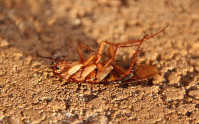 ¿Qué atrae a las cucarachas hasta un hogar?