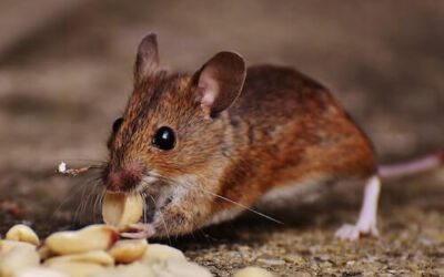 ¿Por qué las plagas invaden nuestras casas?