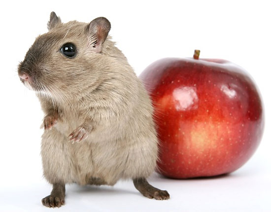 Día Mundial de la Concienciación sobre Plagas