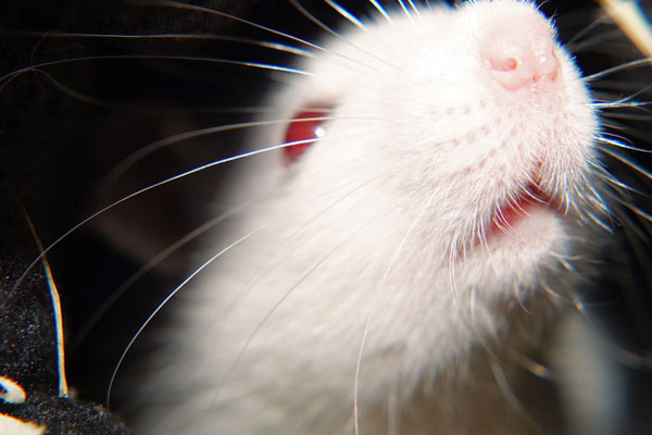 Ratas inmunes a la desratización