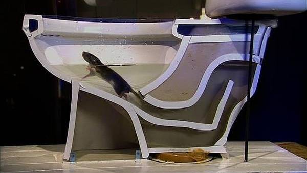 ¿Las ratas pueden trepar por el inodoro?