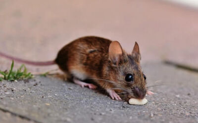 ¿Es recomendable realizar tareas de control de plagas tras el verano?