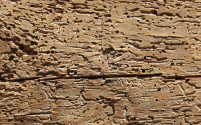 Scleroderma doméstica: el insecto que delata la presencia de carcoma