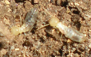 Plaga de termitas en Sestao (Bizkaia)