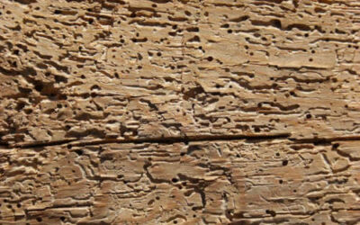 ¿Qué es el tratamiento de atmósfera anoxia?