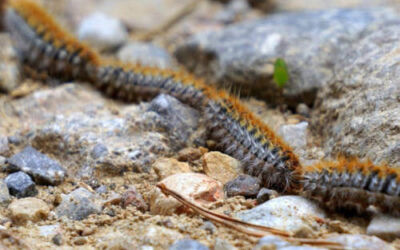 Vuelve con fuerza la plaga de oruga procesionaria a Bilbao y Bizkaia
